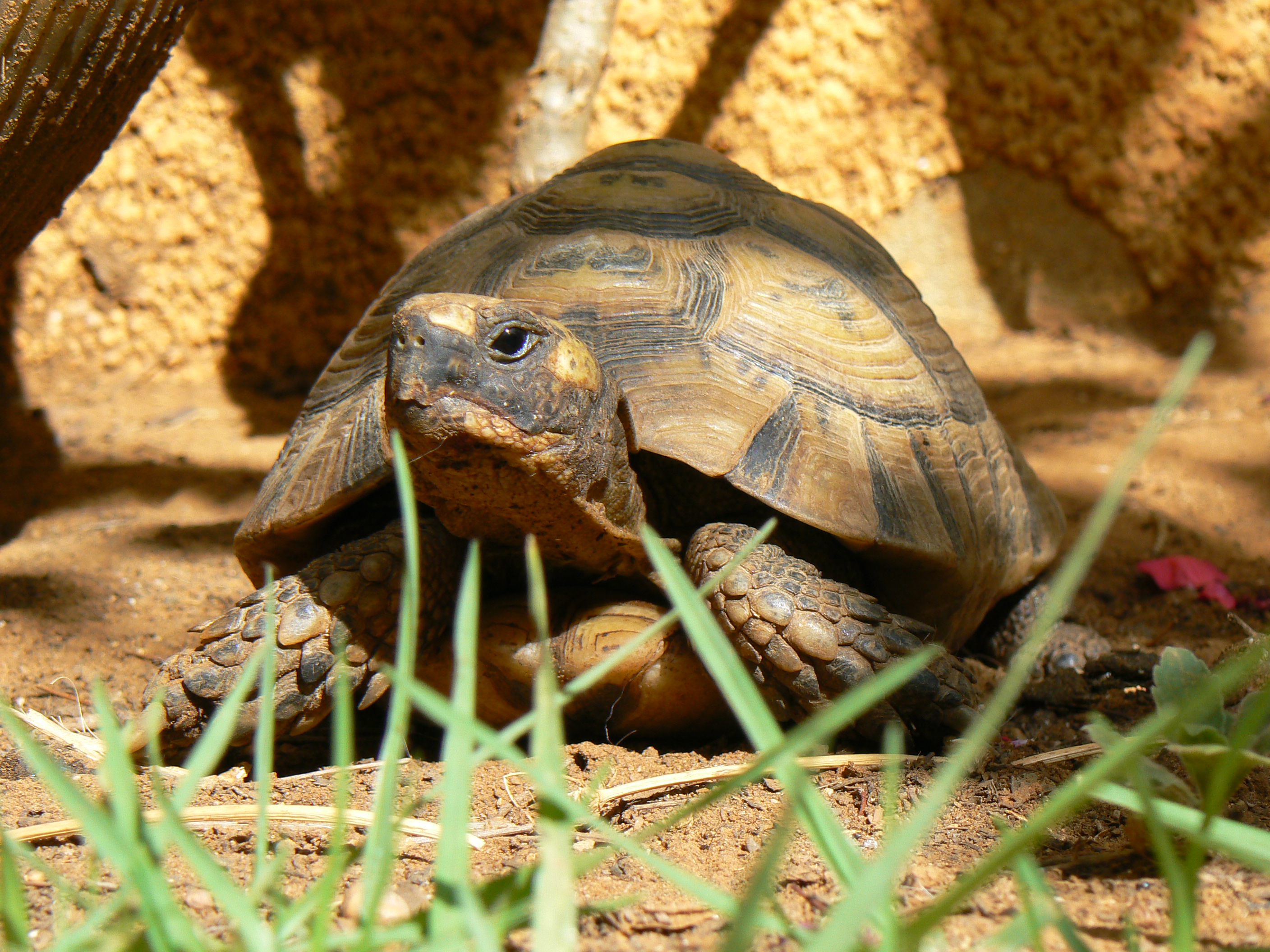 Греческая черепаха